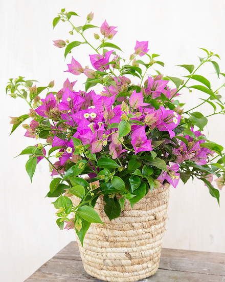  Bougainvillea