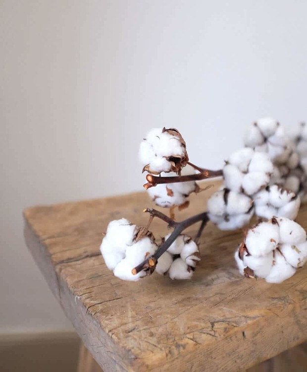 Cotton flowers