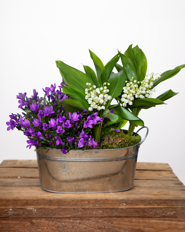 Woodland Garden: Lily of the Valley & Campanula