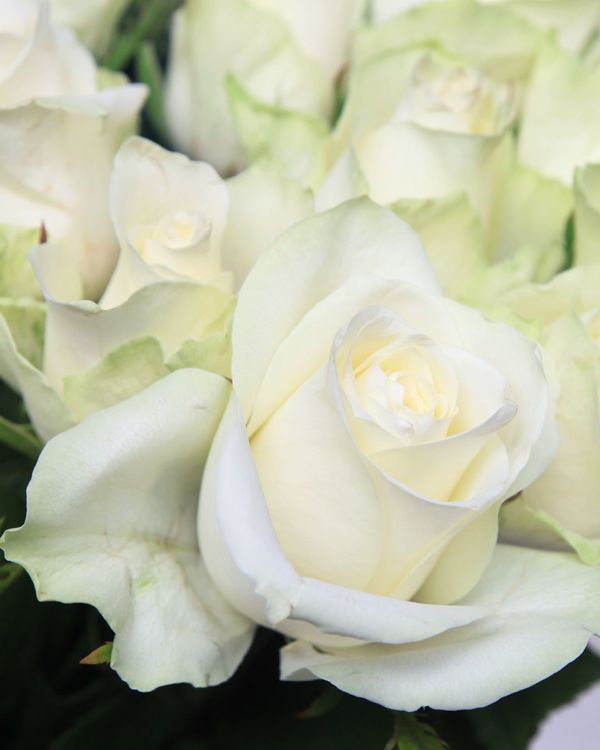 EL RAMO DE ROSAS DE ATENEA