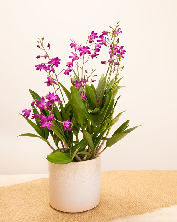 Orquídea fragante