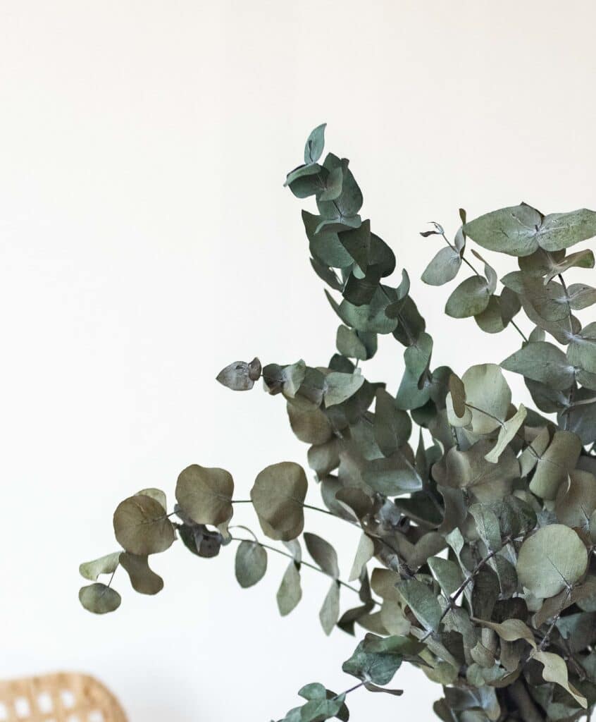 eucalyptus eucalyptus