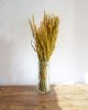 Avoine jaune Botte de fleurs séchées naturelles