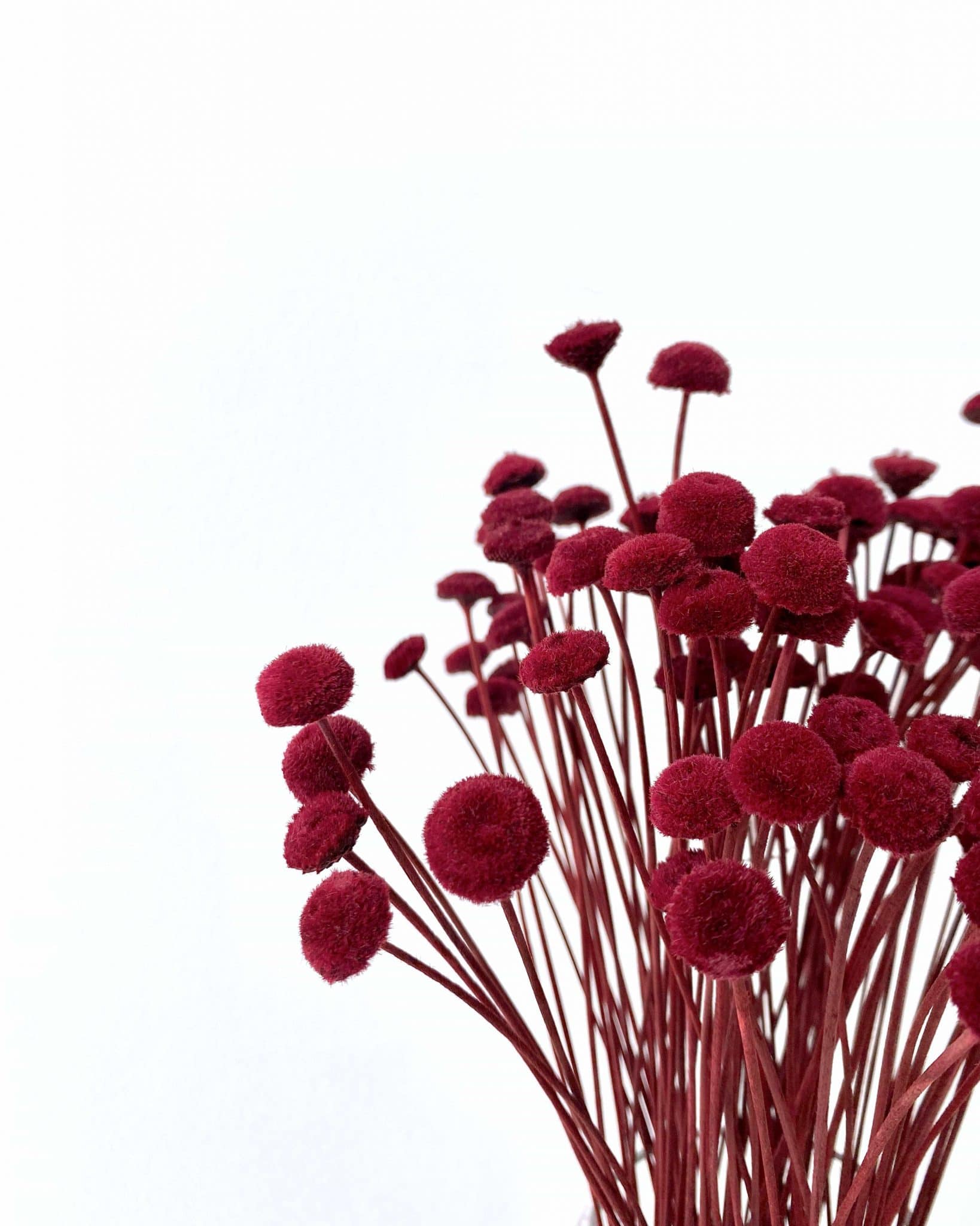 Botte de fleurs séchées Botao