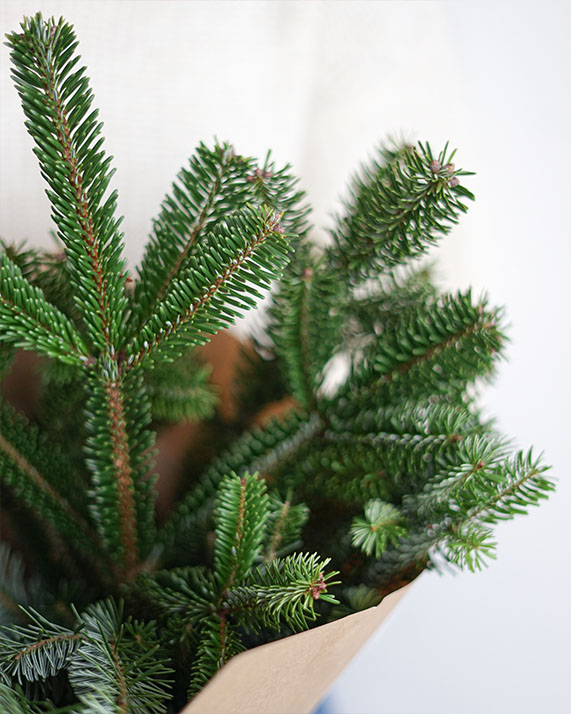 Botte de sapin Rosa Cadaqués Noel fleurs séchées Botte de sapin Rosa Cadaqués Noel fleurs séchées