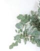 Bouquet eucalyptus Bouquet eucalyptus Rosa Cadaques