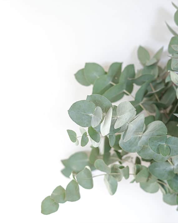 Bouquet eucalyptus Bouquet eucalyptus Rosa Cadaques