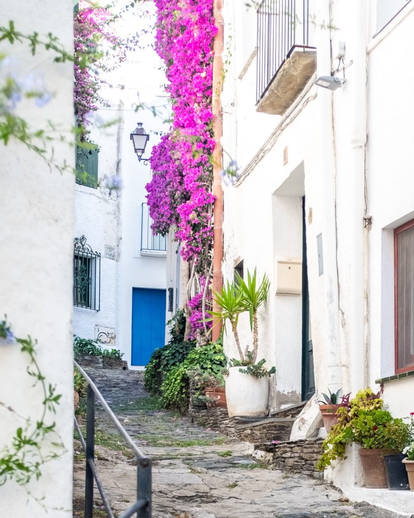 fleurs séchées Cadaqués Rosa Cadaqués