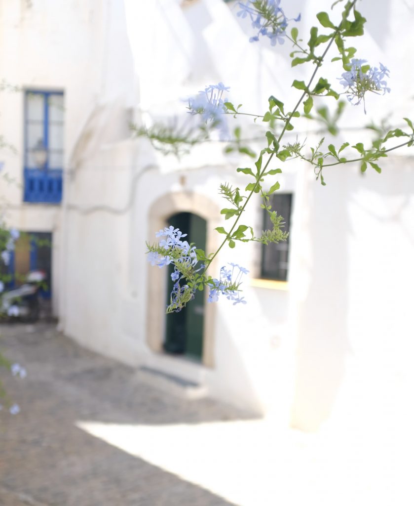 fleurs séchées Cadaqués Rosa Cadaqués