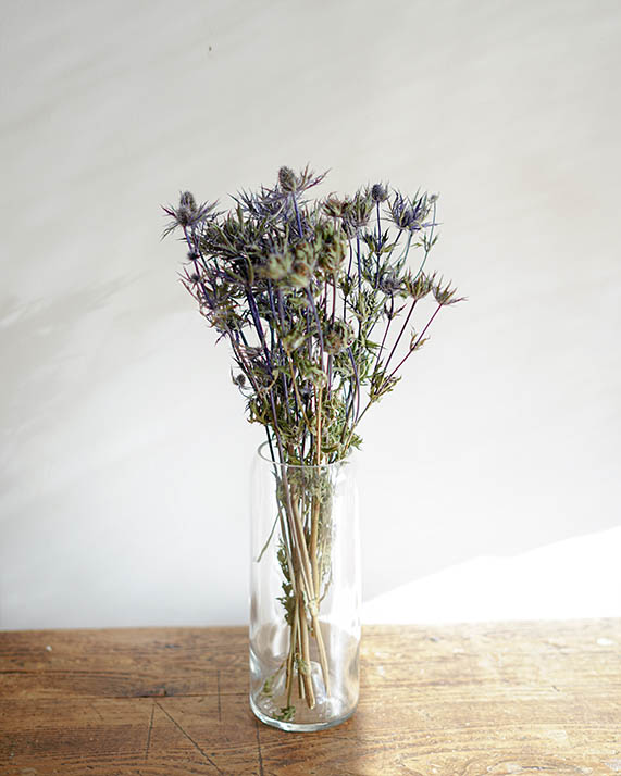 Eringium chardon bleu fleurs séchées Botte d'eryngium séché