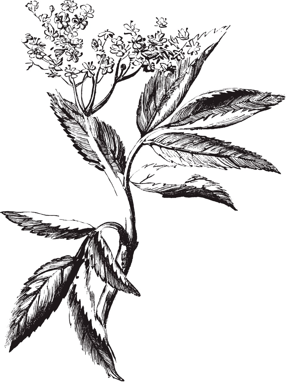 illustration fleurs séchées Illustration Bouquet de fleurs séchées par Rosa Cadaqués