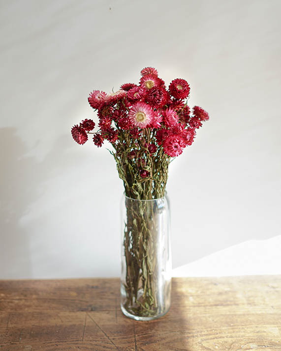 Botte helichryse rose de fleurs séchées naturelles