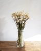 Botte de fleurs séchées naturelles helichryses blanches