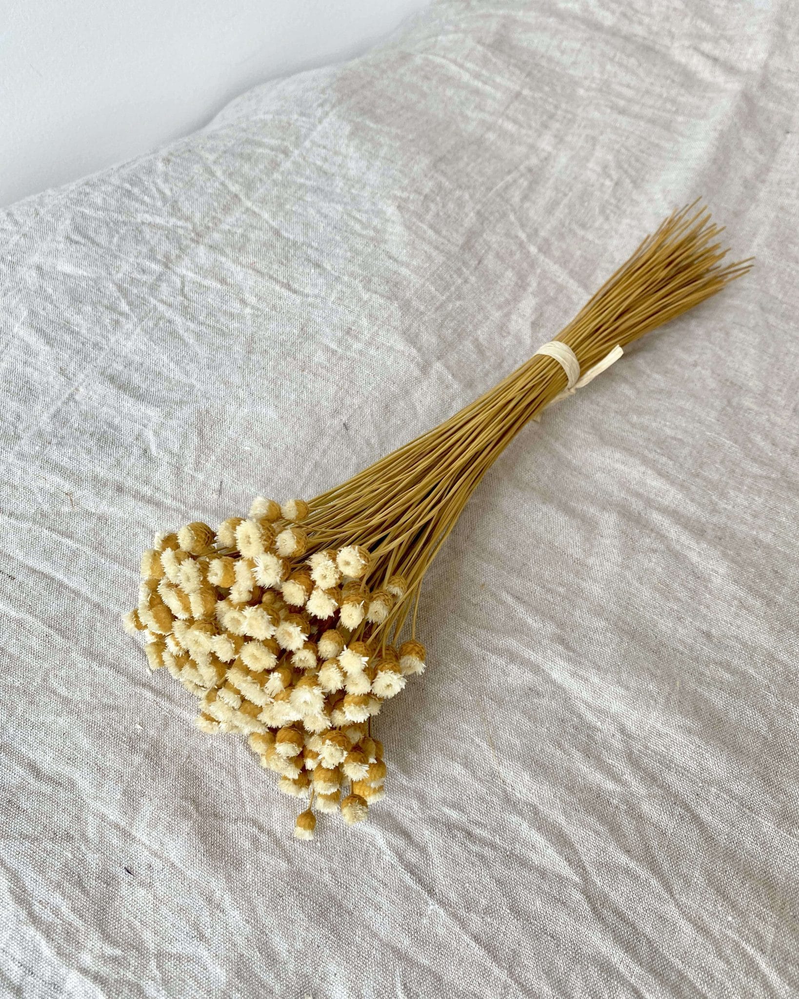 Botte de Jazilda Rosa Cadaqués