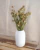 Nigelle nigelles naturelles vertes