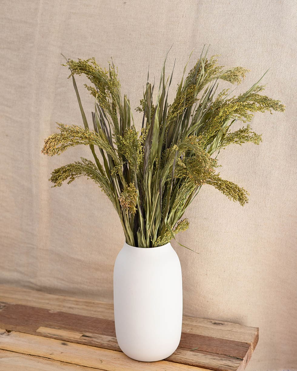 Panicum