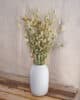 Phalaris naturel Phalaris naturel