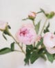 Pivoine rosa pâle 2 Pivoine rosa pâle