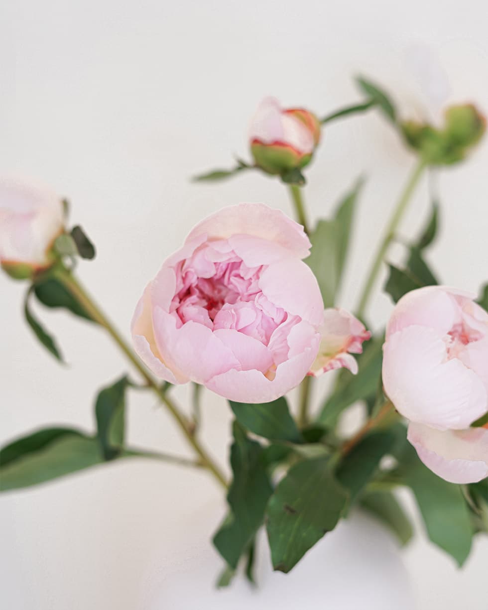 Pivoine rosa pâle 2 Pivoine rosa pâle