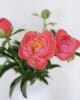 Pivoine rose Pivoine rose