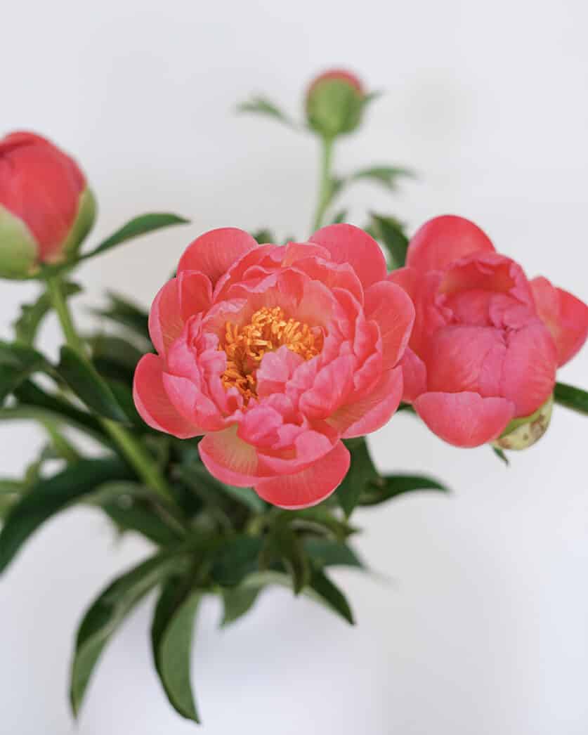 Pivoine rose