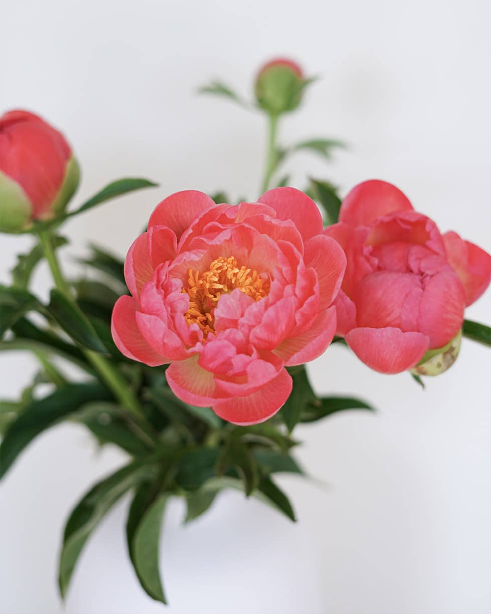 Pivoine rose Pivoine rose
