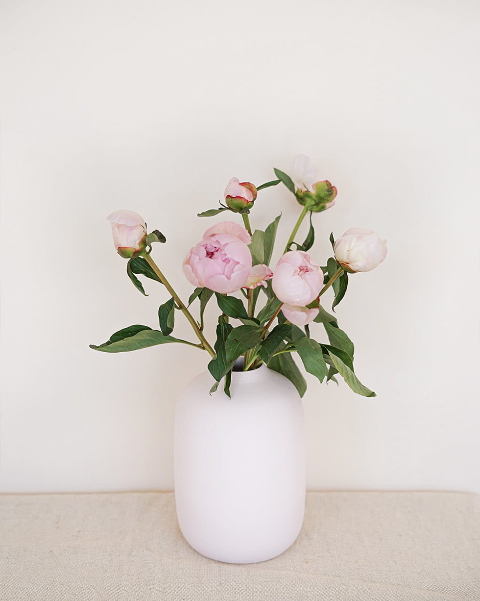 Pivoine rose pâle Pivoine rose pâle