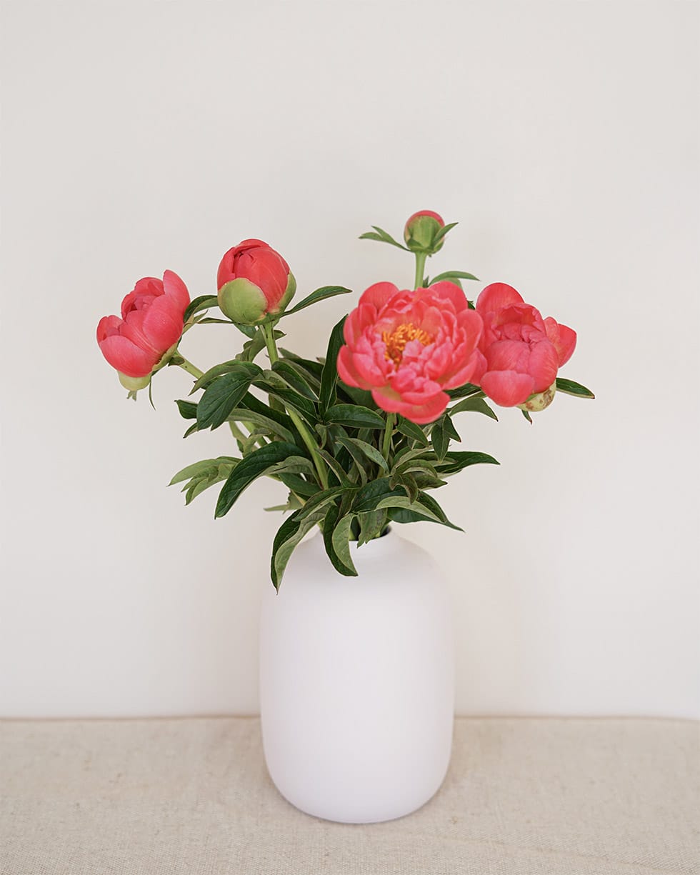 Pivoine rose Pivoine rose