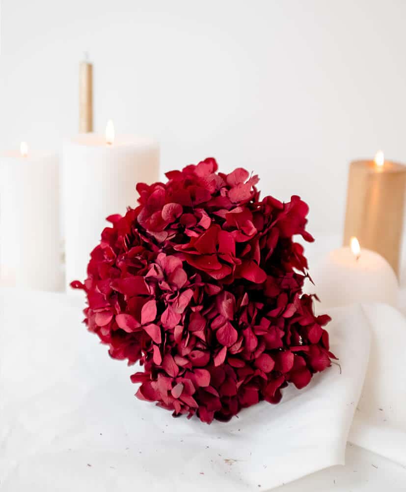Hortensia stabilisé rouge bordeaux posé sur une table avec une nappe blanche