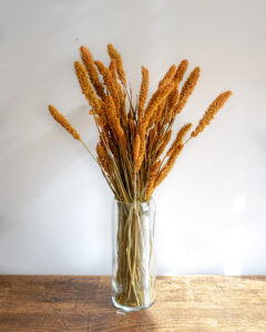 Setarea-moutarde-fleurs-sechees- Setarea-moutarde-fleurs-sechees