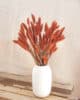 Setarea rose