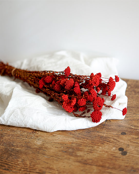 achillées rouges petites fleurs séchées