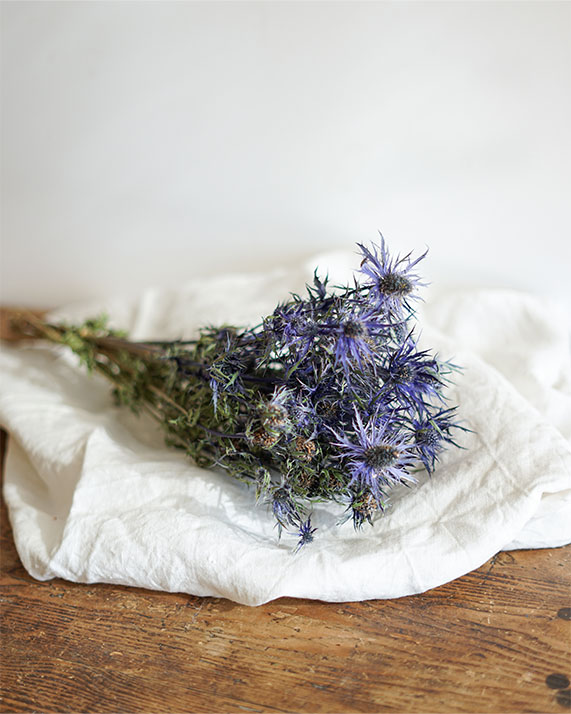 Botte d'eryngium séché