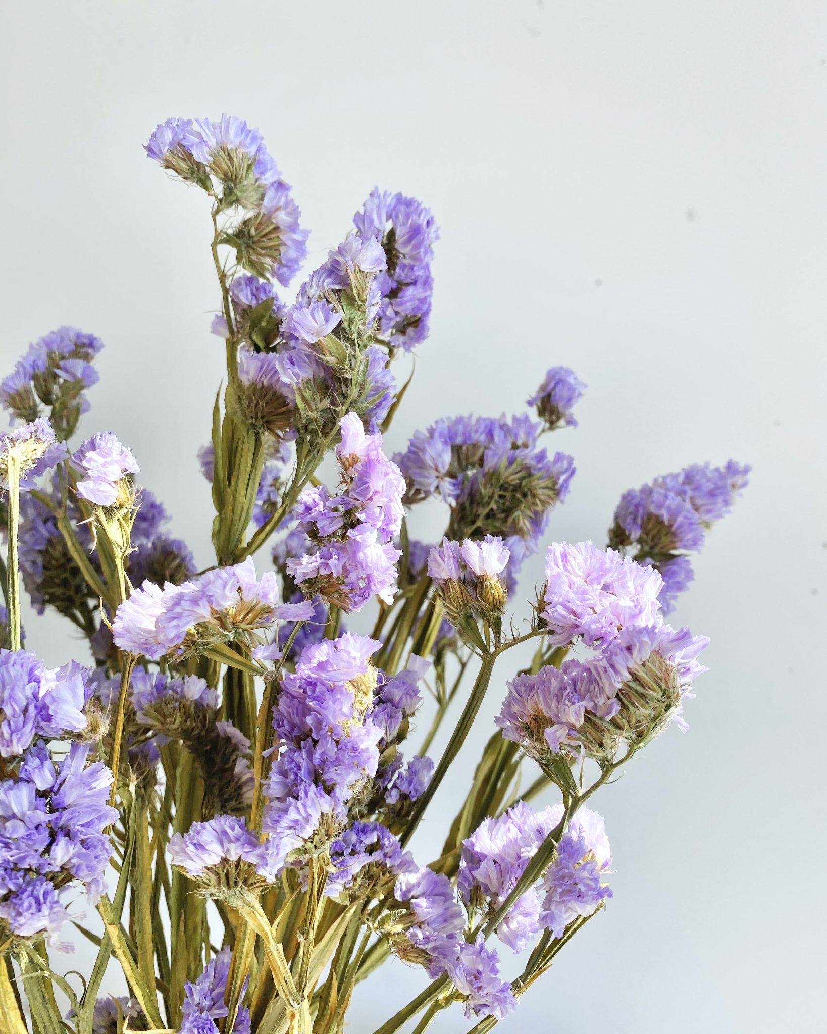 Botte de statice parme