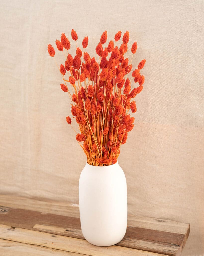phalaris orange foncé